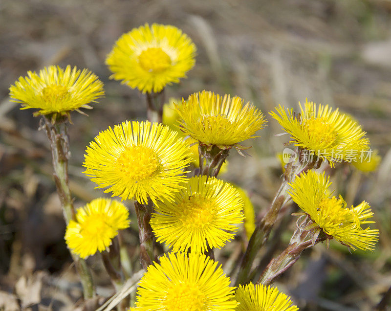 钶钽钽(Tussilago farfara)